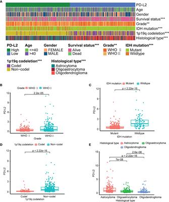 PD-L2 Serves as a Potential Prognostic Biomarker That Correlates With Immune Infiltration and May Predict Therapeutic Sensitivity in Lower-Grade Gliomas